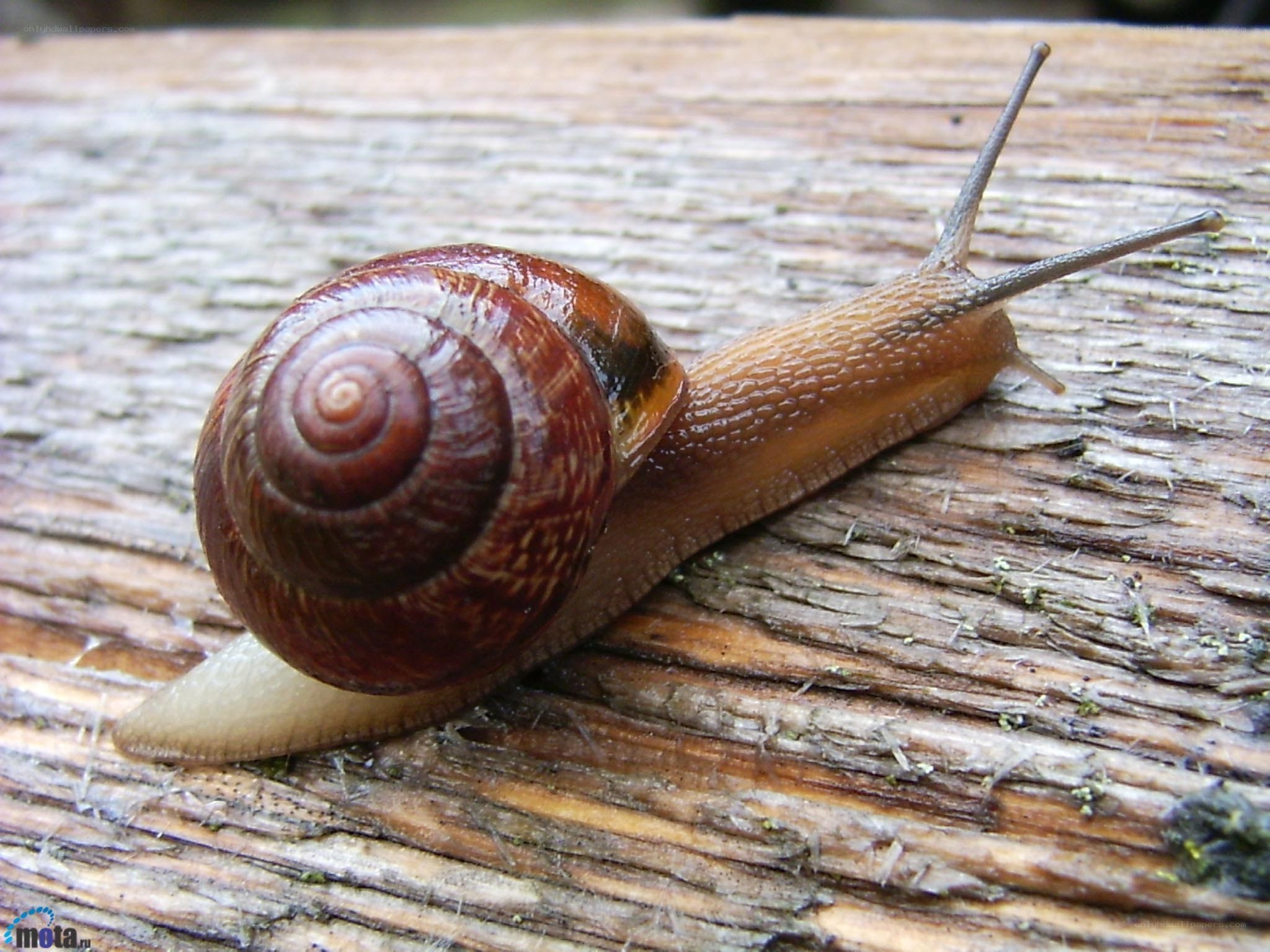 snail on a wooden surface