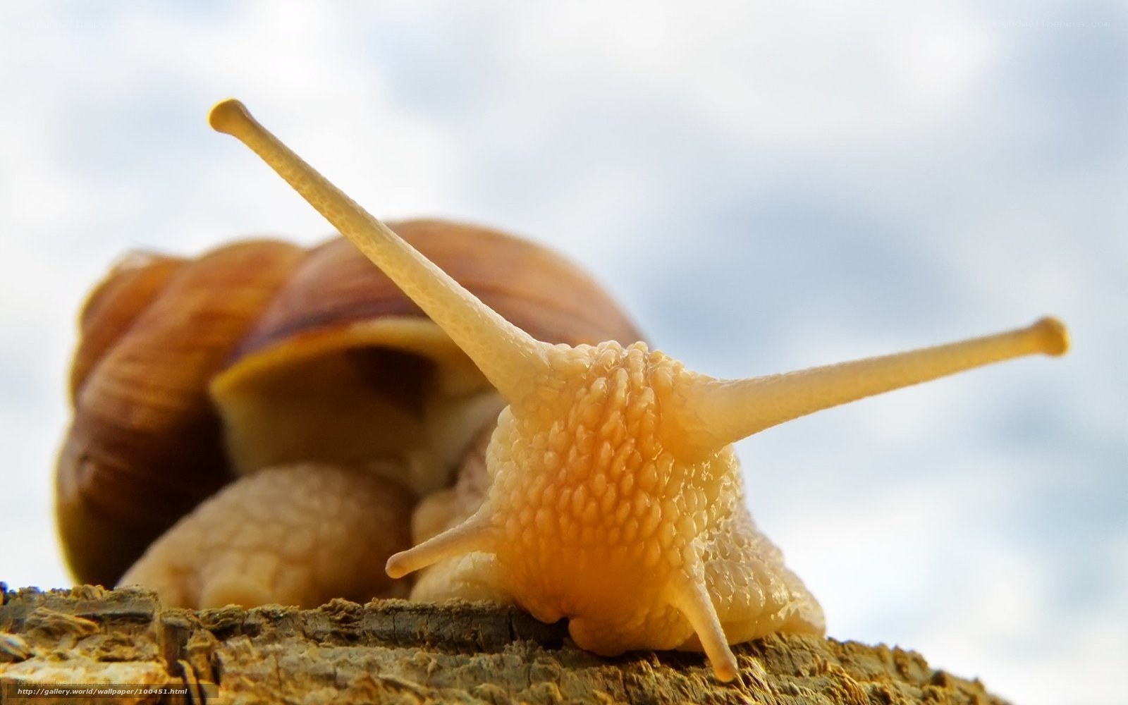 snail on a wooden surface