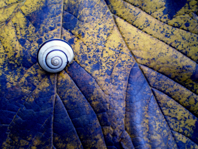 Snail on a yellow leaf