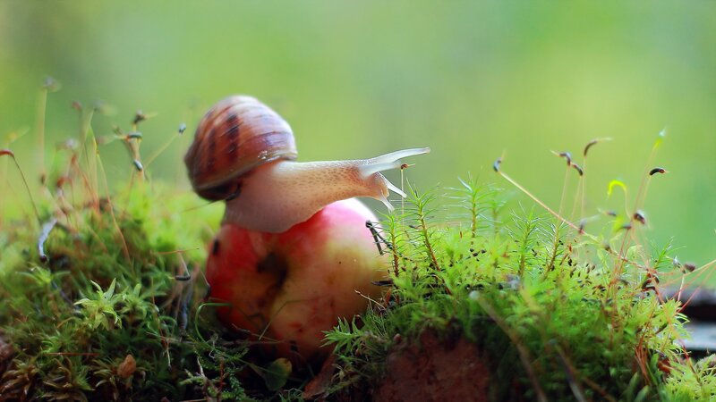 Snail on Apple