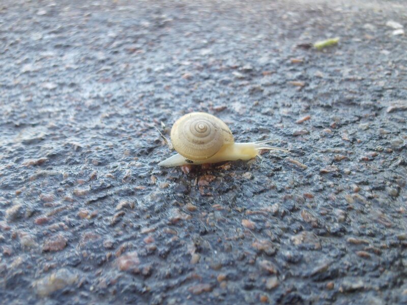 snail on asphalt surface