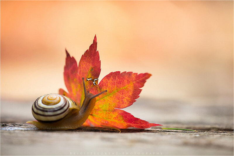Snail on Autumn Leaf — Red
