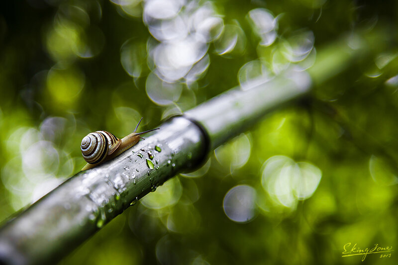 Snail on Bamboo Stem