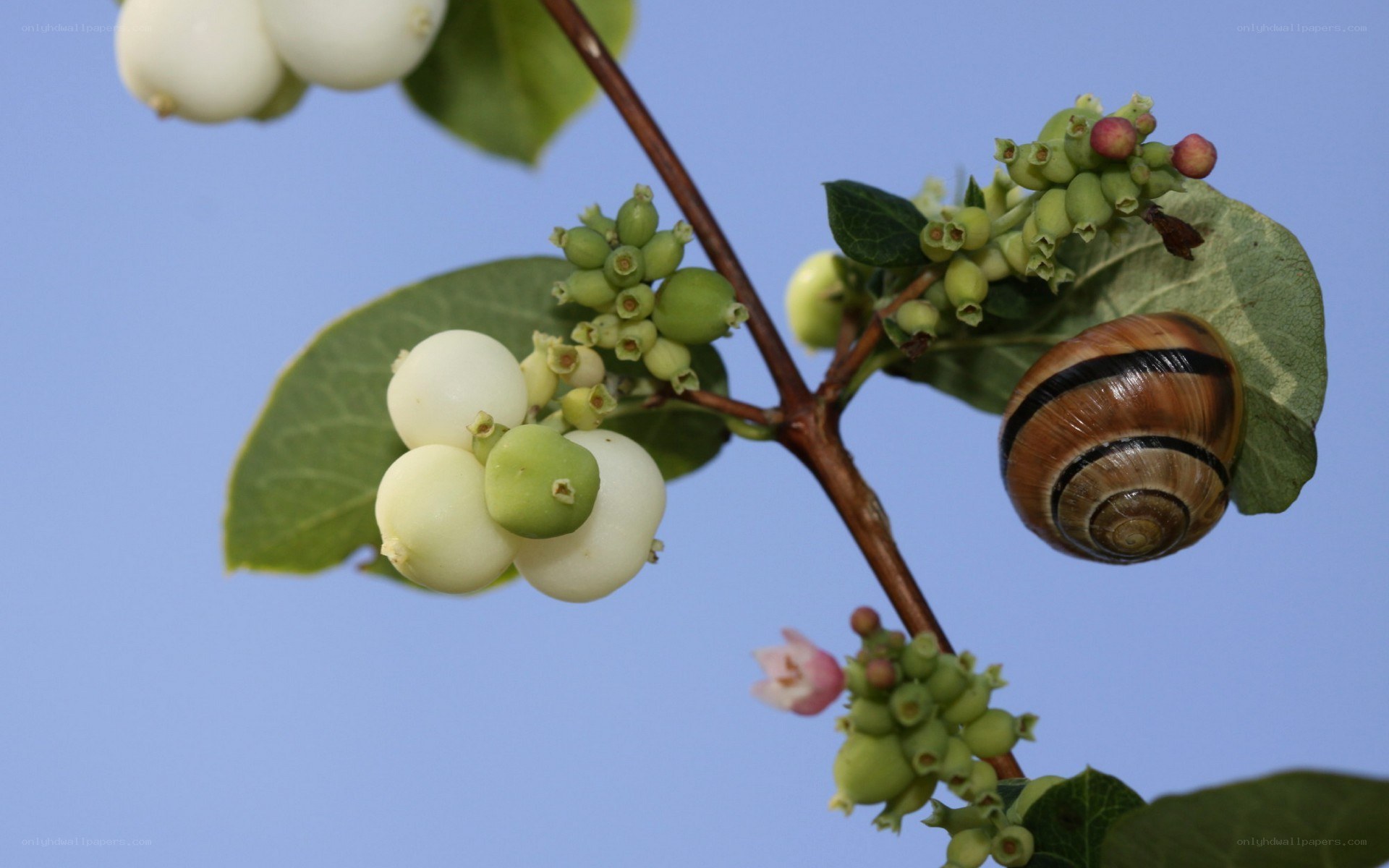 snail on berry branch