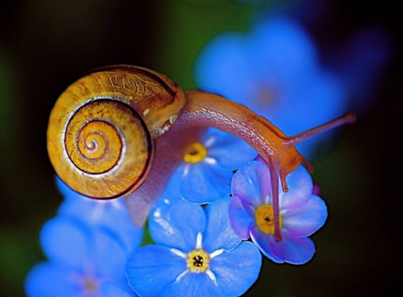 Snail on Blue Flowers