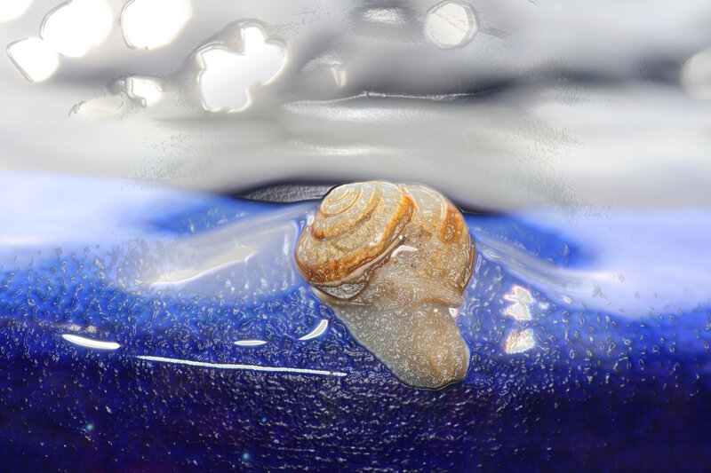 snail on blue surface