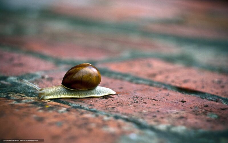 Snail on Brick Surface — Brown, Calm