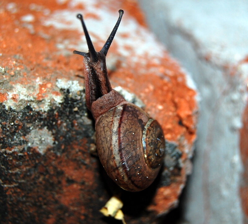 Snail on Brick Surface — Brown