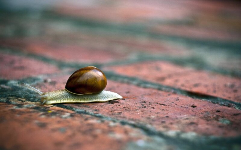 snail on brick surface