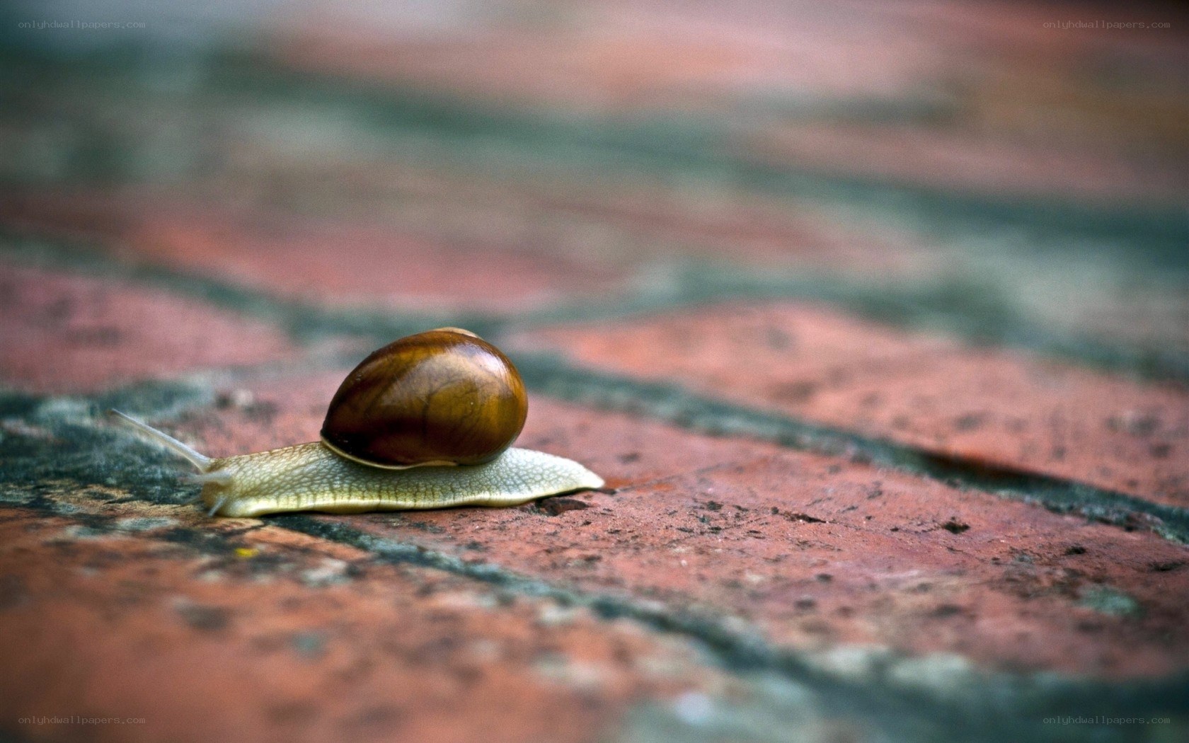 snail on brick surface