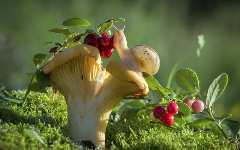 Snail on Chanterelle Mushroom
