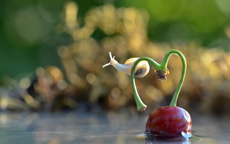 Snail on Cherry Stem — Red