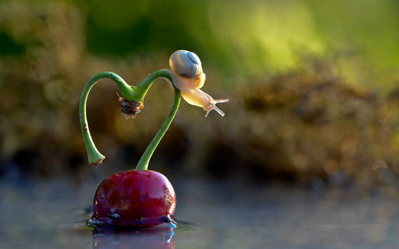 Snail on Cherry Stem
