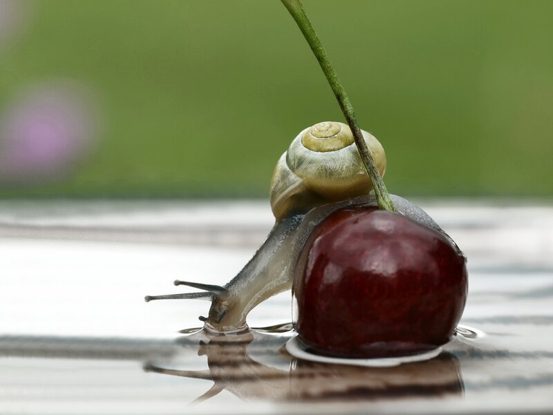 Snail on Cherry