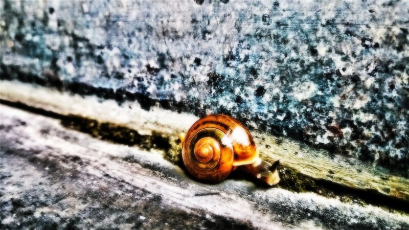 Snail on Concrete — Brown, Calm
