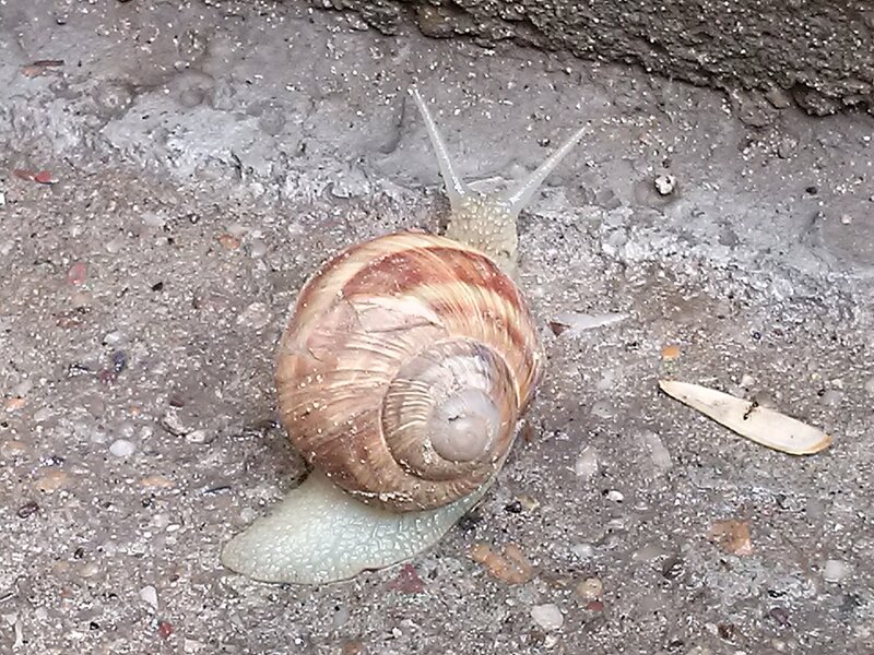 Snail on Concrete — Brown