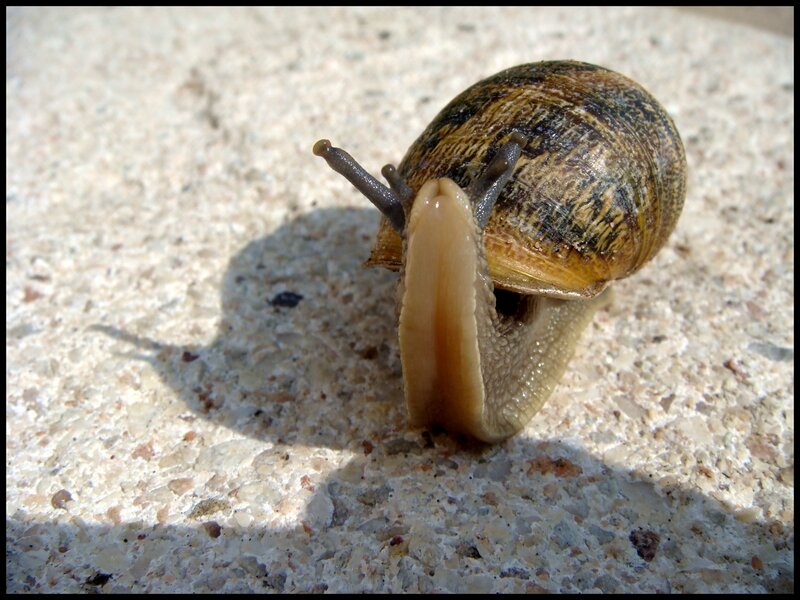 snail on concrete surface