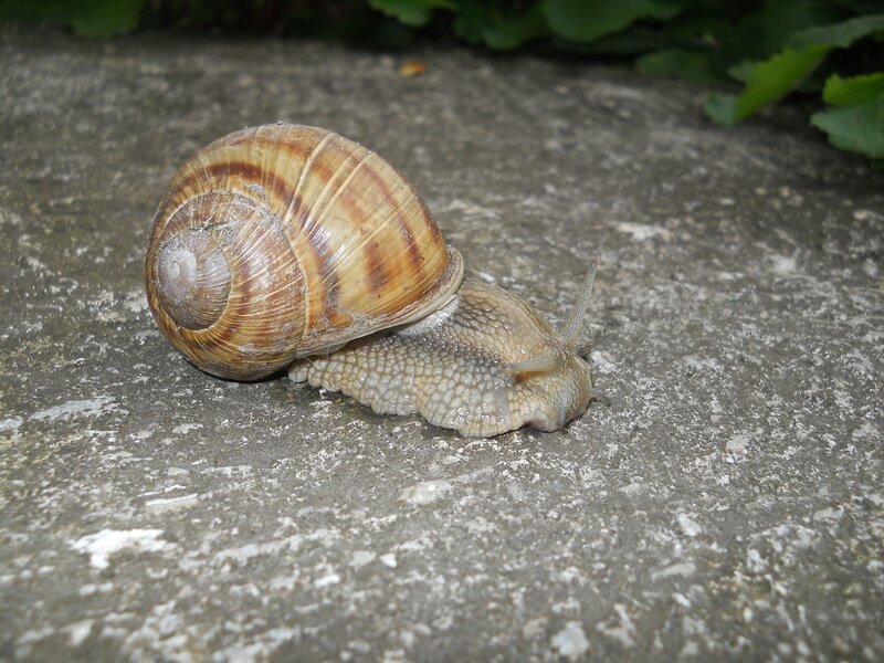 snail on concrete surface