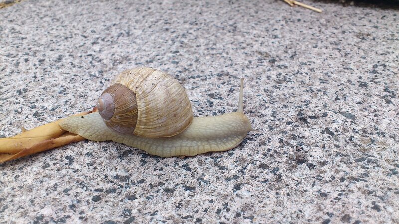 Snail on Concrete