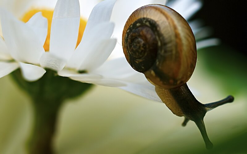 Snail on Daisy Flower — White, Serene