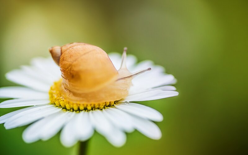 Snail on Daisy Flower — White