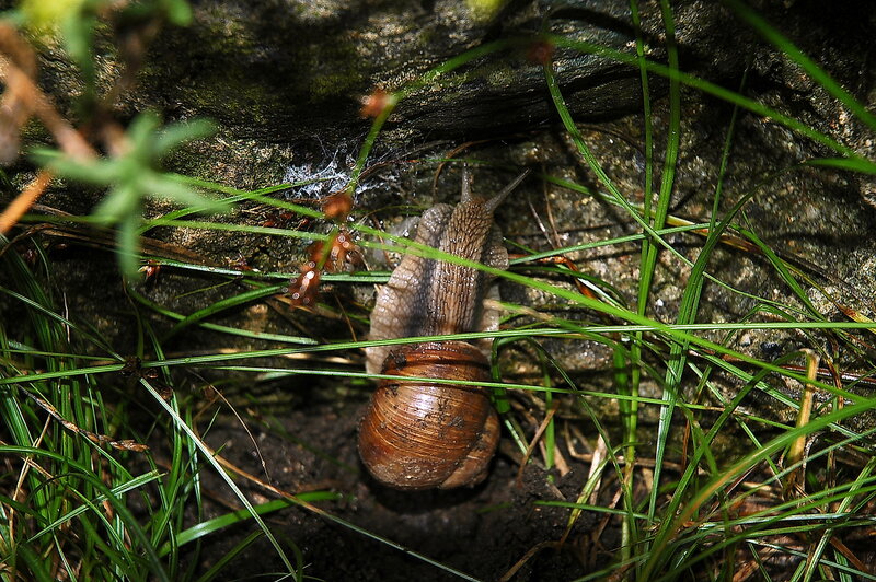 Snail on Damp Ground — Green
