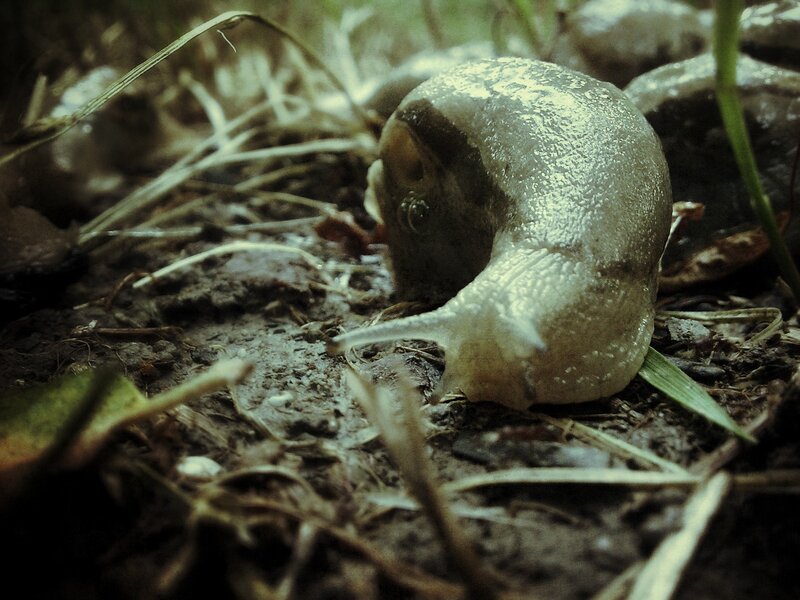 snail on damp ground