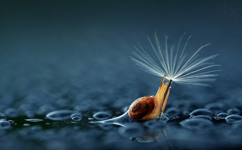 Snail on Dandelion Seed