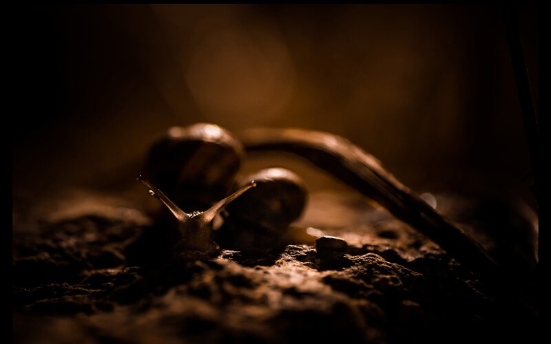 Snail on Dark Ground — Brown