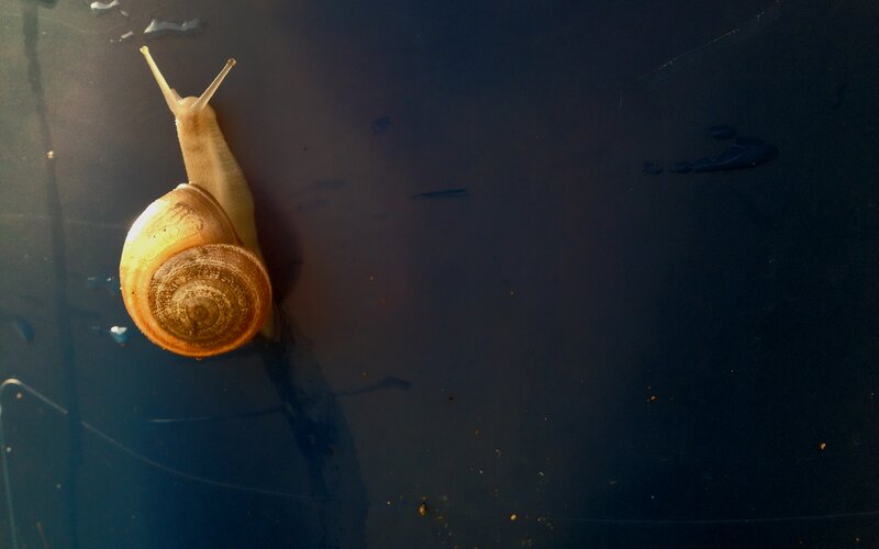 Snail on Dark Surface