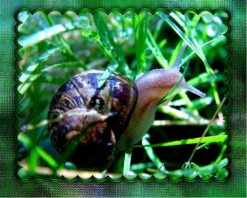 snail on dewy grass