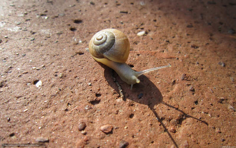 Snail on Dirt Ground
