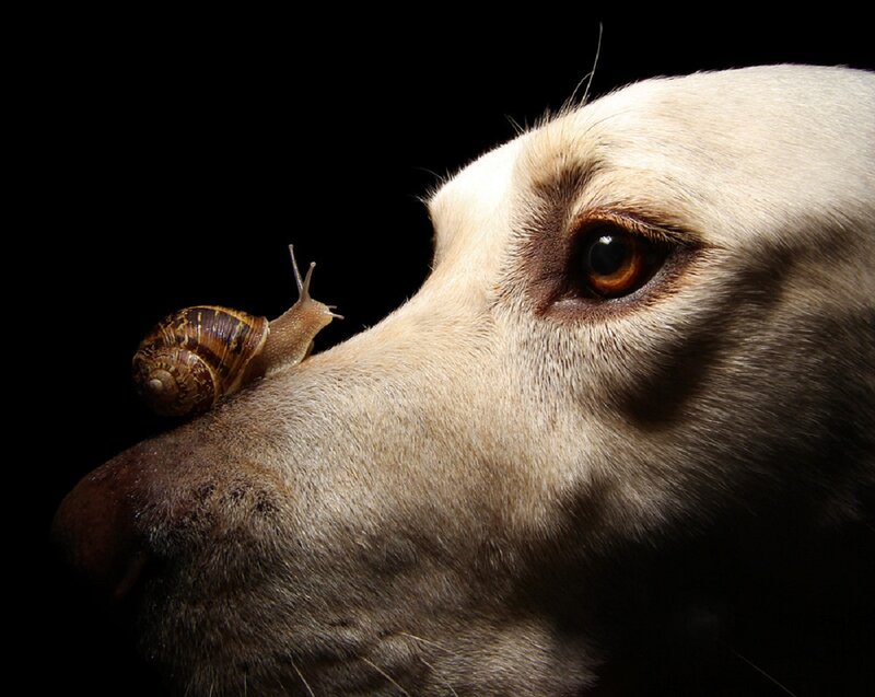 Snail on Dog's Nose