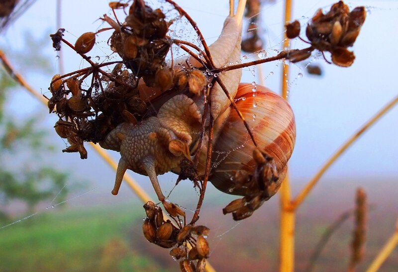 Snail on Dried Plant