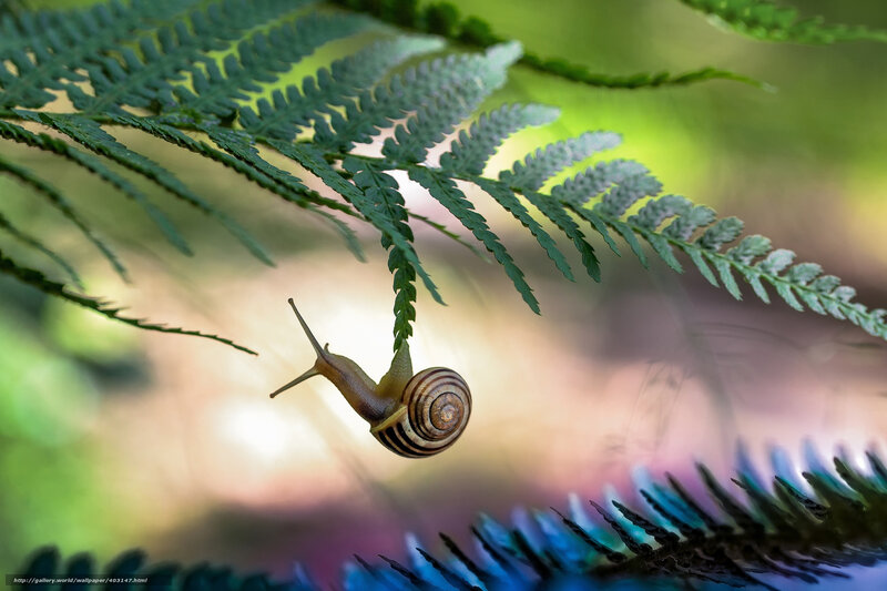 Snail on Fern Leaf — Green, Serene