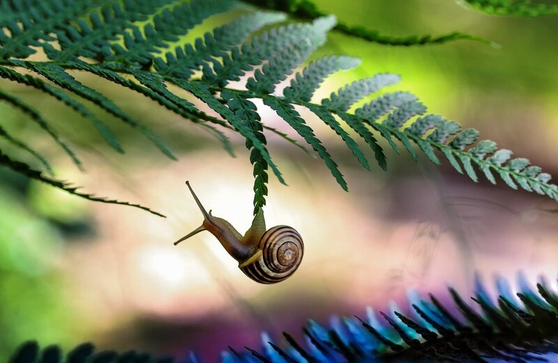 Snail on Fern Leaf — Green