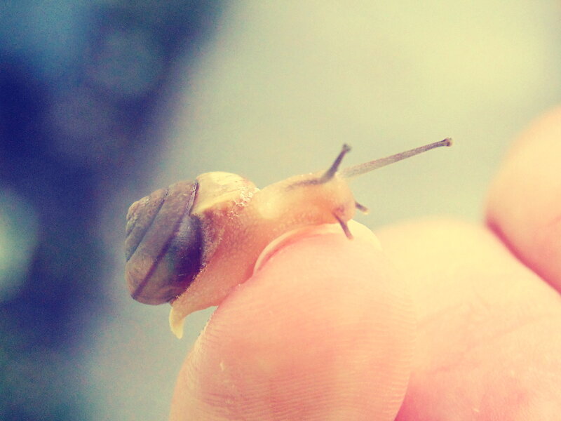 Snail on Fingertip