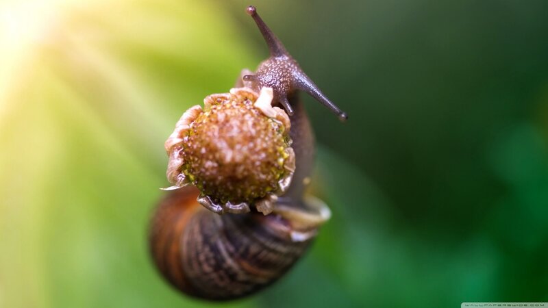 Snail on Flower Bud — Brown