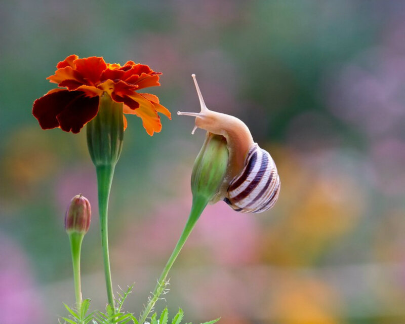 Snail on Flower Bud — Orange