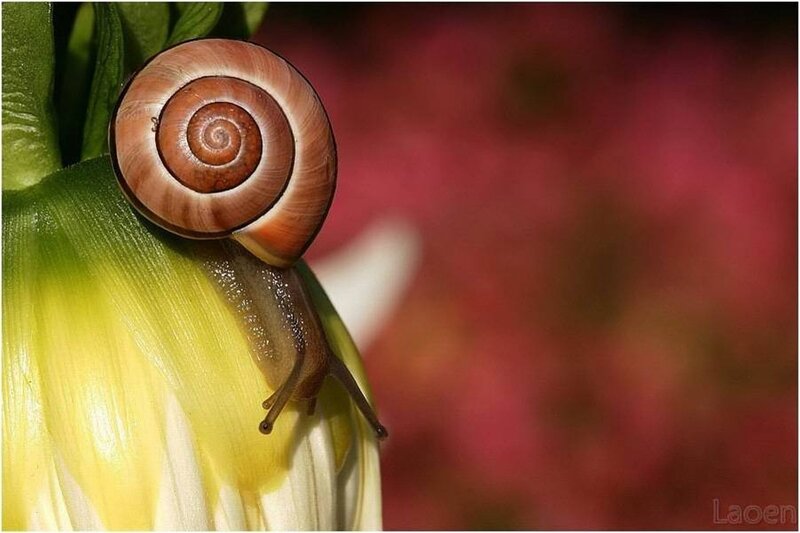 Snail on Flower Bud