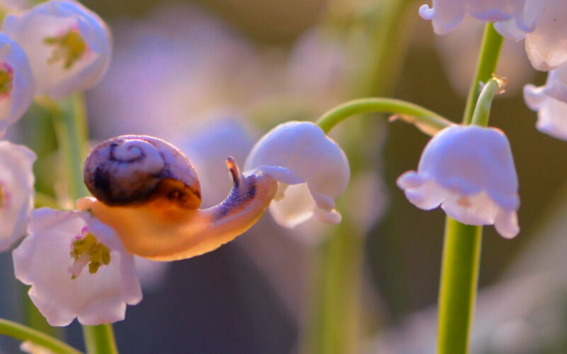 Snail on Flower