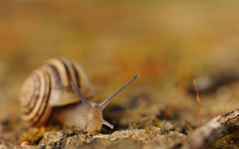 snail on forest floor