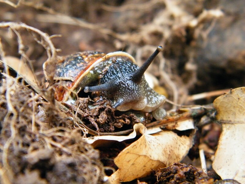 snail on forest floor