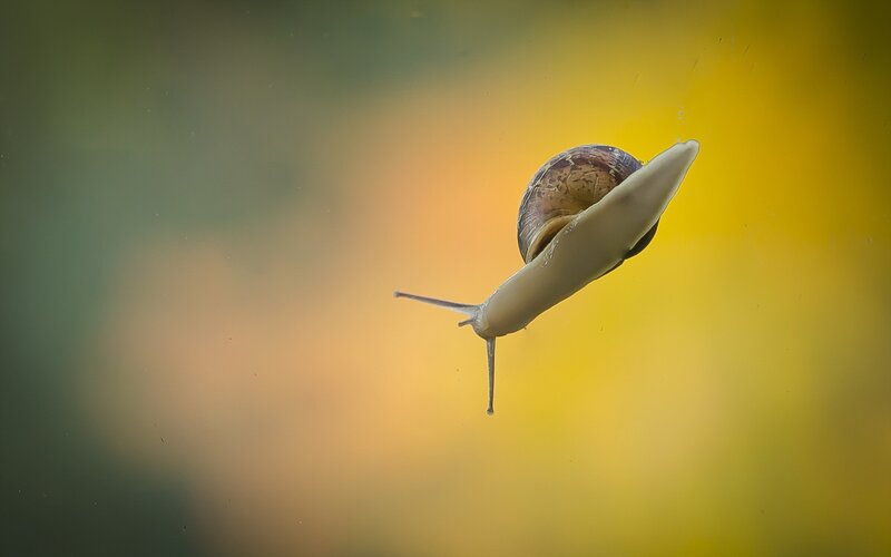 Snail on Glass Surface