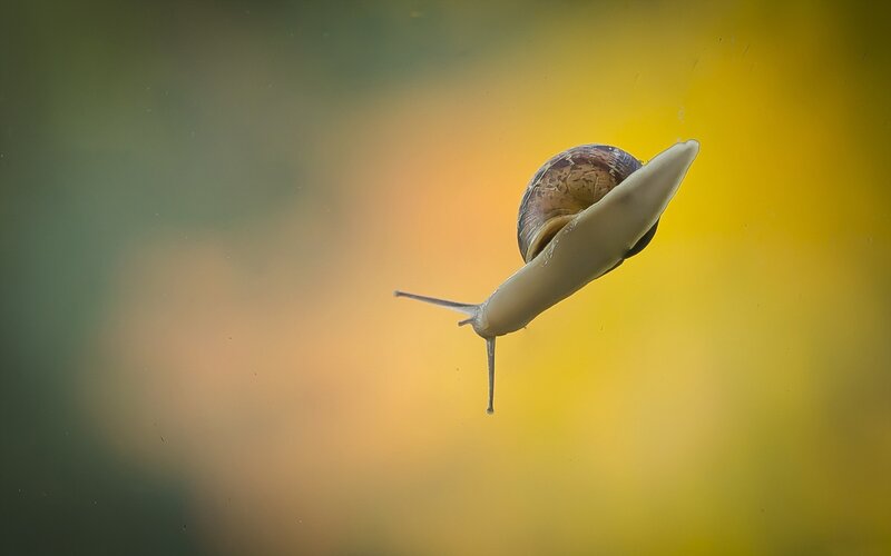 Snail on Glass