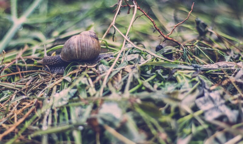 Snail on Grass — Green, Calm