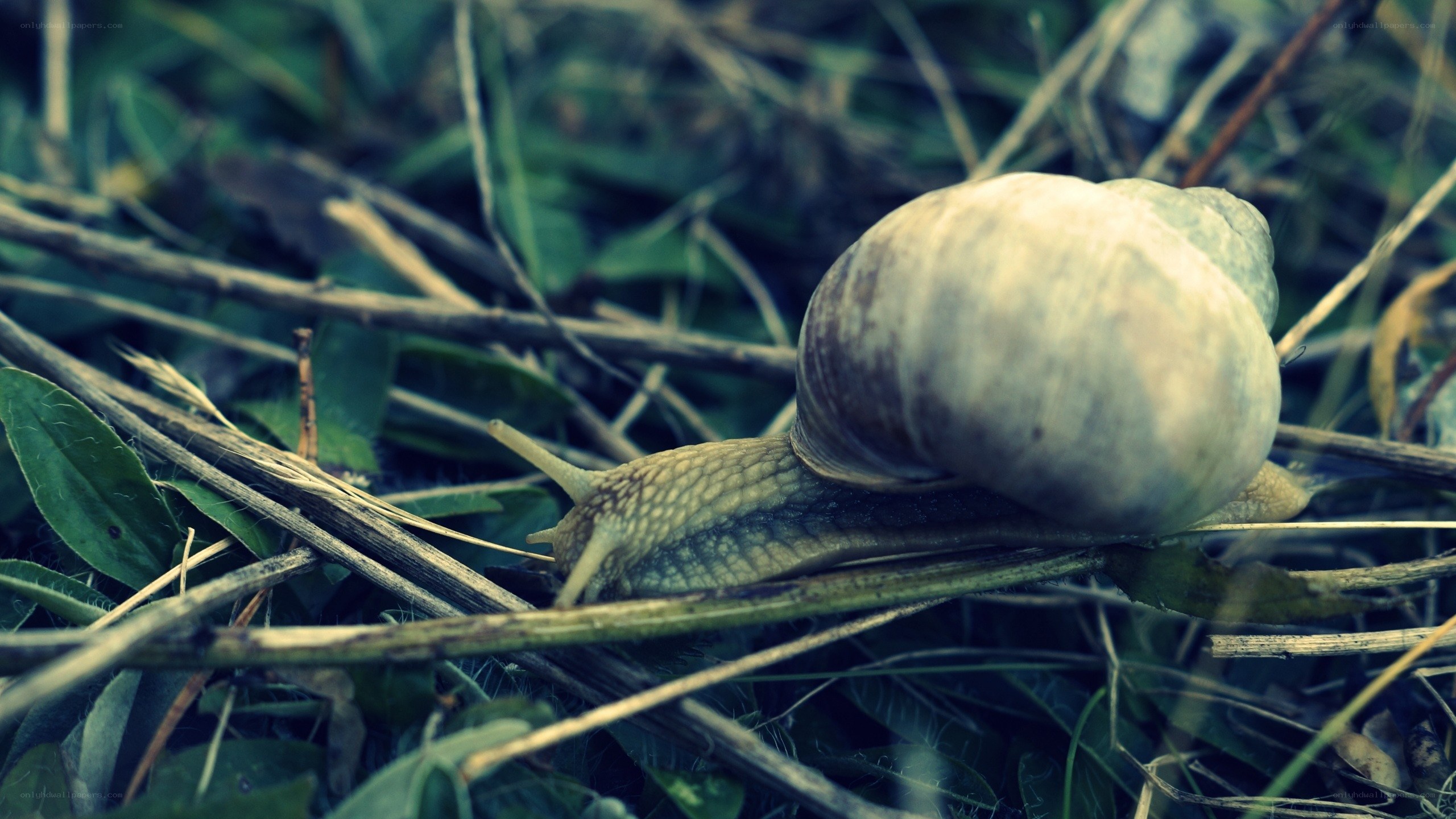 snail on grass in natural setting