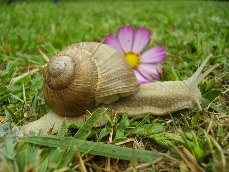 snail on grass with flower