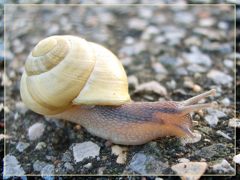 Snail on Gravel — Beige