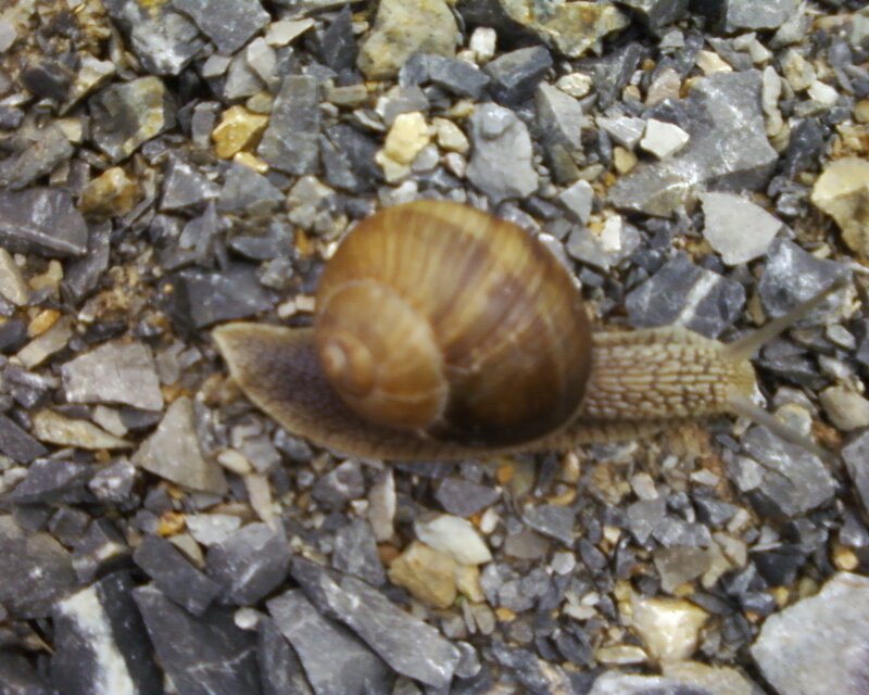 Snail on Gravel — Brown